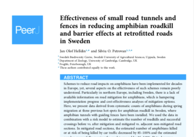 Small road tunnels and fences – effectiveness in reducing amphibian roadkill and barrier effects