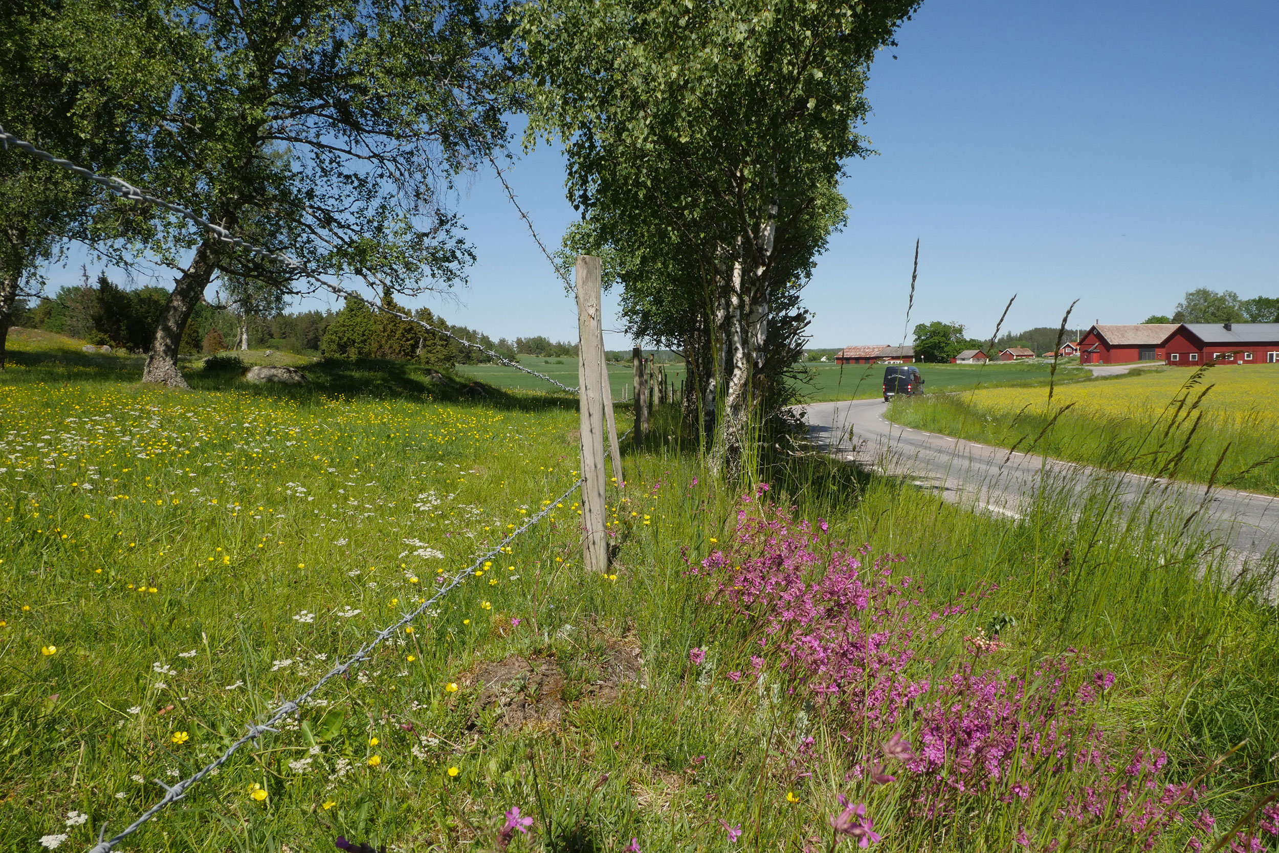 Artrik väggren invid landsväg i sommarsol, foto.