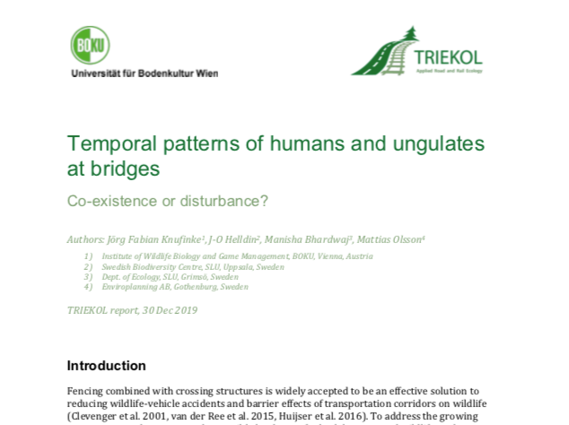 Temporal patterns of humans and ungulates at bridges