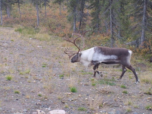 Effectiveness of road and railway bridges for reindeer and wildlife movements