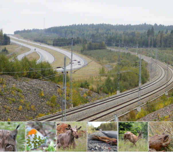 Vägar och järnvägar – barriärer i landskapet