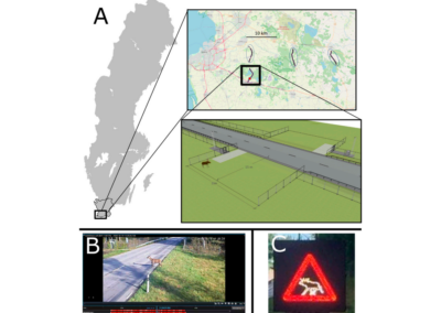 Ungulate use of an at-grade fauna passage & roadside animal detection system