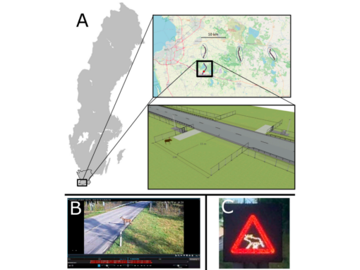 Ungulate use of an at-grade fauna passage & roadside animal detection system