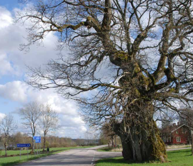 Vägarnas träd – om trädens skötsel, värdefulla strukturer och följearter