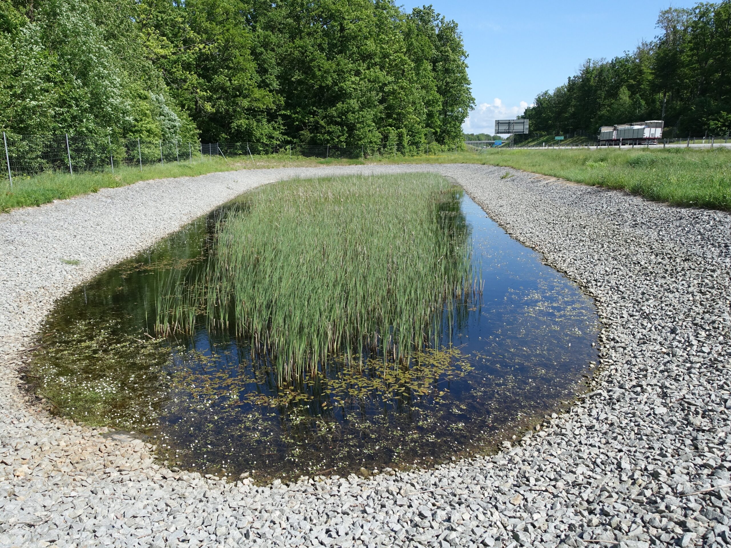 Betande renar bakom viltstängsel