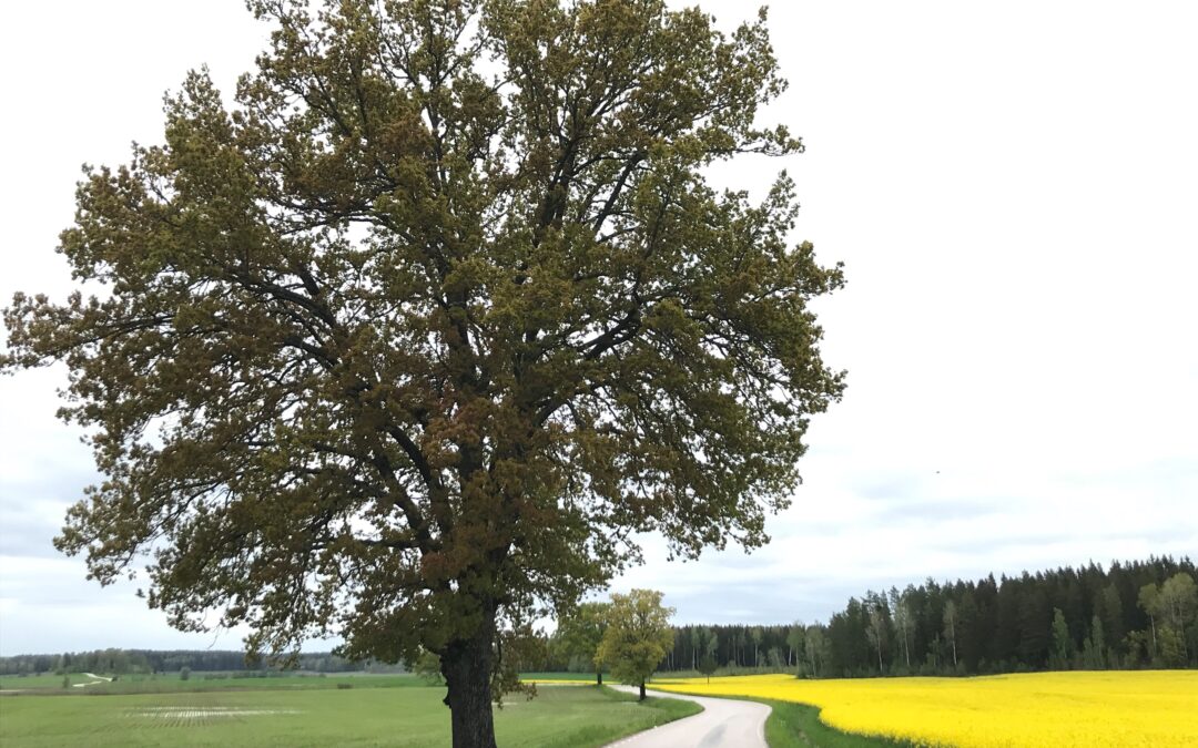 Värdefulla träd vid vägar och i landskapet – ett historiskt-ekologiskt perspektiv
