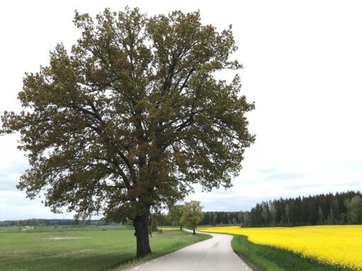 Värdefulla träd vid vägar och i landskapet – ett historiskt-ekologiskt perspektiv