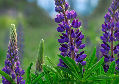 Plant diversity threatened by invasive alien herb