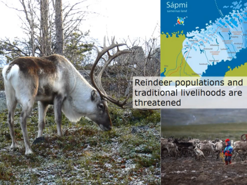 Impacts of roads, railways and other human development on reindeer and indigenous transhumance systems