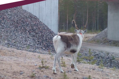 Renens användning av broar vid väg och järnväg